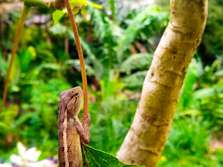 Fototapeta premium Brown Garden Lizard Climbing Plant Stem