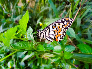 Obraz premium Tropical Butterfly Resting on Green Leaf