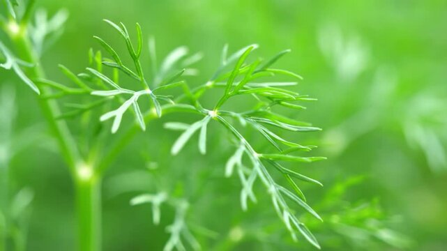 Close-up of fresh green dill herb growing in a garden.