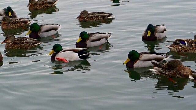 Mallards Anas platyrhynchos and Eurasian coots Fulica atra wintering near the shore in Black Sea
