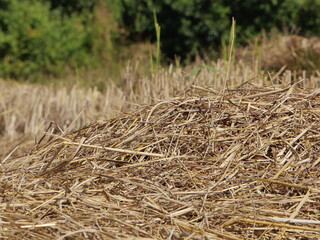 Naklejka premium Dry rice stubble field after harvest with new green shoots emerging.
