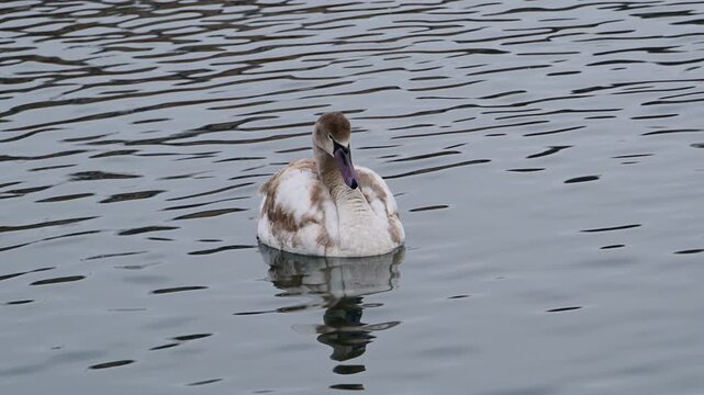 A juvenile gray mute swan (Cygnus olor) swimming near the shore in winter in Sukhoy  lagoon of the Black Sea, Ukraine; wild water birds of Eastern Europe.