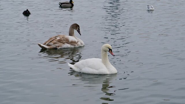Juvenile gray and adult white mute swans (Cygnus olor) swimming near the shore in winter in Sukhoy Liman (Black Sea), wild birds of Ukraine