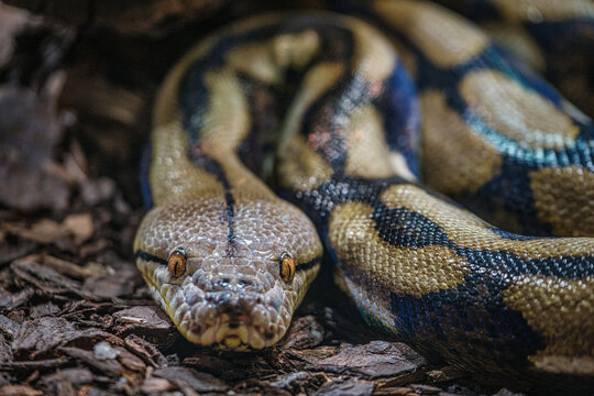 Close-up of the head of a reticulated python resting on the ground