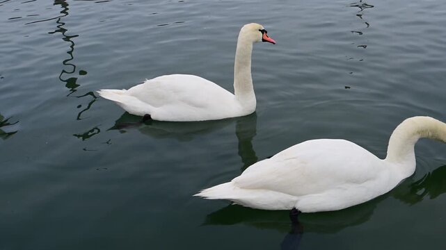 Wild birds of Ukraine. Adult white mute swan (Cygnus olor) swimming near the shore in winter in Sukhoy Liman, Black Sea