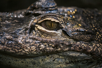 Obraz premium Close-up of the eye of an alligator lying in the water