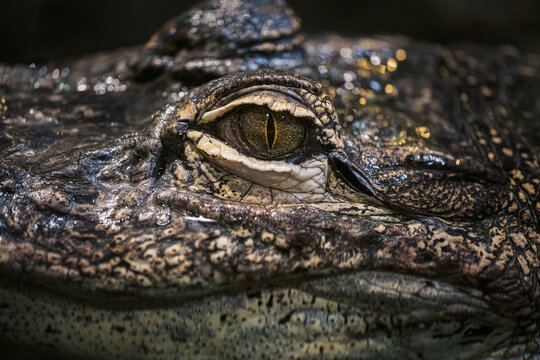 Close-up of the eye of an alligator lying in the water