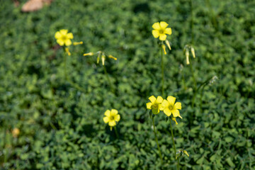 Obraz premium Bright yellow oxalis pes-caprae flowers blooming in lush green grass. Scenic natural background of mediterranean flora during sunny winter day in coastal park. Antalya region, Turkey.