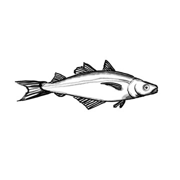 pollock, pollack, Fishing fish hand drawn illustration, black pencil, transparent PNG, human made/no ai