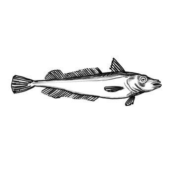 hake, Seehecht, Fishing fish hand drawn illustration, black pencil, transparent PNG, human made/no ai