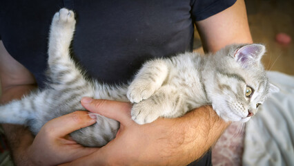 A sweet and adorable Scottish tabby kitten