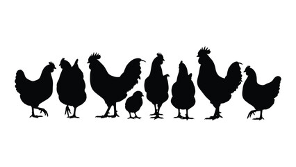 A group of chickens and a chick standing in a line © SILHUETTECHEMBER