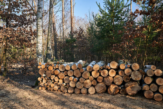 Landscape with piles of wood stacked in a forest by a dirt road