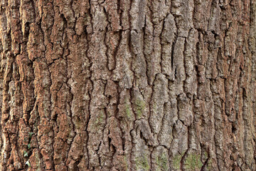 Obraz premium Close-up of tree bark showing the texture and patterns of a tree in forest in daylight