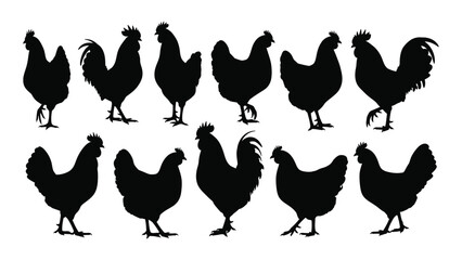 A group of black chickens standing together © SILHUETTECHEMBER