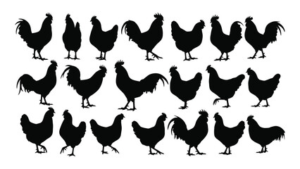 A group of black chickens standing together © SILHUETTECHEMBER