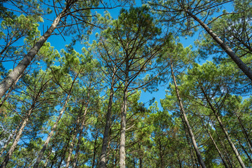 Obraz premium Landes forest, Moliets, vibrant heather blooms under towering pine trees. The clear blue sky adds charm to the peaceful forest scene, creating a perfect outdoor retreat.