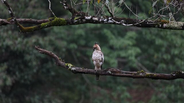 Crested Hawk eagle perched on a tree and preening at Valparai in western ghats