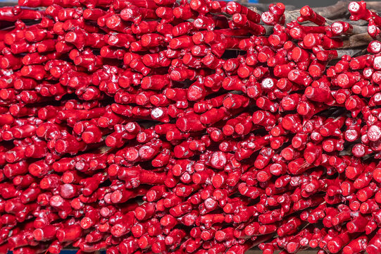 Vineyard grafts covered in red paraffin create a beautiful colorful pattern