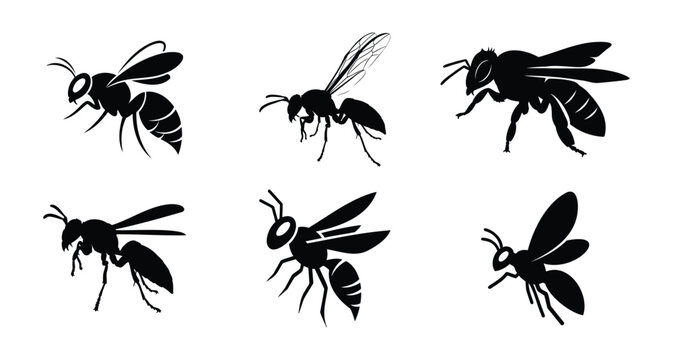 Set of 6 wasp silhouette icons, isolated on transparent and white background, vector