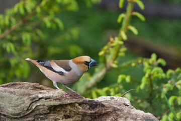 Fototapeta premium A beautiful male hawfinch sits on a tree stump. Closeup portrait of a hawfinch. Coccothraustes coccothraustes