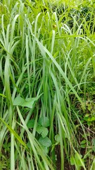 Obraz premium Lush green grass and plants in a natural outdoor setting