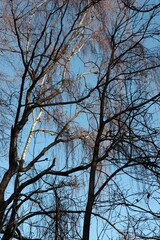 Obraz premium leafless huge trees in park 