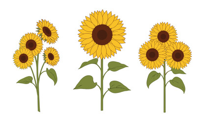 Obraz premium Beautiful collection of sunflower arrangements including a single tall blossom and clusters of bright yellow flowers against a white background.