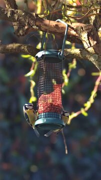 bird feeder in the garden