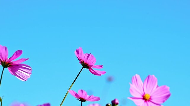 心がほどけるブルーに映える、コスモス花グラデーション。
「一輪一輪が、光を浴びて輝く。」
阿蘇郡西原村(阿蘇ミルク牧場)
A gradation of cosmos flowers shining against a relaxing blue.
"Each flower sparkles in the light."