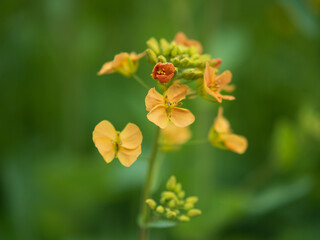 Close-up of delicate yellow wildflowers with green buds against a blurred background © 佳灵 徐