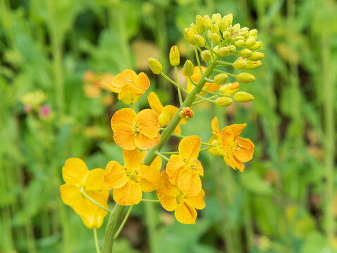 Close-up of bright yellow wallflower bloom with green buds