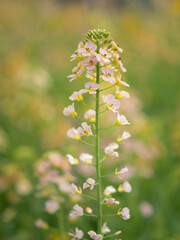 Fototapeta premium Close-up of a delicate flowering rapeseed stalk with soft white and pink blossoms