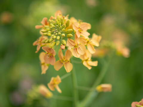 Close-up of a blooming yellow wallflower cluster with green buds against a soft focus background.