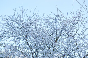 Beautiful tangle of bare white frost-coated tree branches filling the frame against a calm pale blue winter sky. Cold season nature shot capturing delicate hoarfrost patterns on leafless frozen twigs