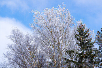 Tall frost-covered bare birch trees sparkling with white hoarfrost beside snow-covered spruce against blue sky. Rime ice crystals on branches create a beautiful, bright, cold, scenic winter landscape.