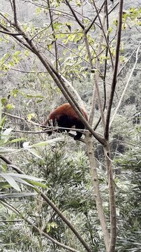 Vertical view of a Red Panda, Ailurus fulgens, hanging upside down on a tree trunk while foraging leaves. The animal climbs down and disappears into foliage in Panda Valley.