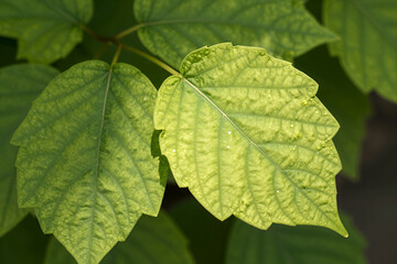 Close-up of Vibrant Green Maple Leaves with Visible Veins and Dew Drops on a Natural Background, Ideal for Nature or Environmental Themes