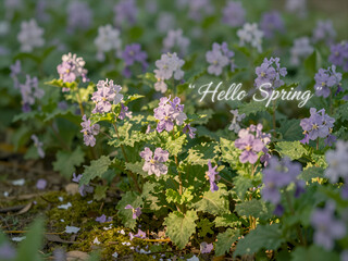 Obraz premium Delicate Purple Spring Flowers Blooming in Soft Natural Light with “Hello Spring” Text Overlay for Seasonal Greeting Cards and Nature-Themed Designs