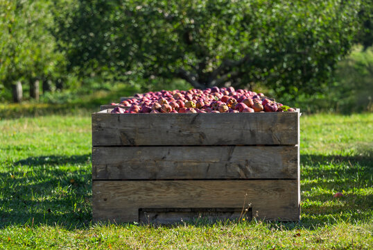 Storage bins of freshly harvested apples sitting in an apple orchard.