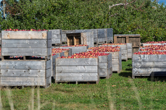 Storage bins of freshly harvested apples sitting in an apple orchard.