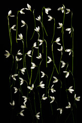 Przebiśniegi ułożone na czarnym tle – wiosenne kwiaty w minimalistycznej kompozycji, kwiatowy wzór © Elżbieta Kaps