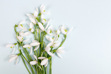 Bukiet przebiśniegów na pastelowym niebieskim tle z miejscem na tekst – delikatne wiosenne kwiaty © Elżbieta Kaps