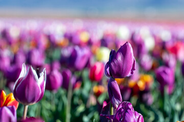 Purple Tulips © Feyzullah