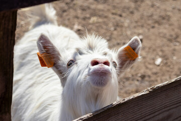 Curious white goat looking through a rustic wooden fence in a farm enclosure, close-up portrait in natural sunlight with shallow depth of field.