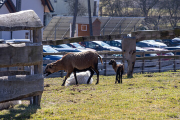 Brown ewe standing with a lamb beside a resting white goat on a sunny farm pasture near a wooden fence, peaceful rural livestock scene outdoors with copy space.