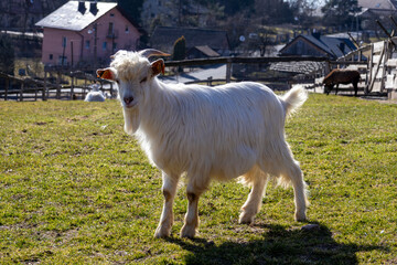 Fototapeta premium White goat walking toward the camera on a grassy pasture in bright sunlight, farm animal outdoors, natural rural scene with copy space.