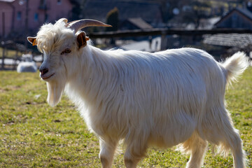 Obraz premium White goat walking toward the camera on a grassy pasture in bright sunlight, farm animal outdoors, natural rural scene with copy space.