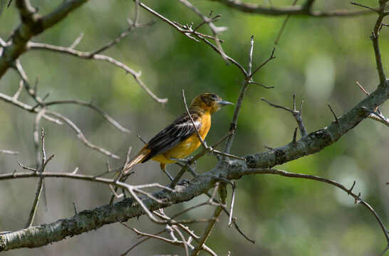 Baltimore Oriole