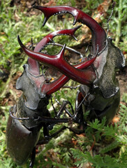 Stag beetles. Duel of two males. close up. Selective focus